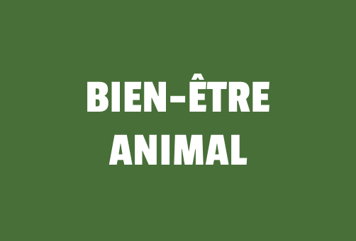 bien-etre animal